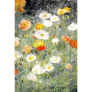 Ansichtkaart Ijslandse papavertjes (J. Hudig)