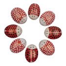 Steen kisii lieveheersbeestje