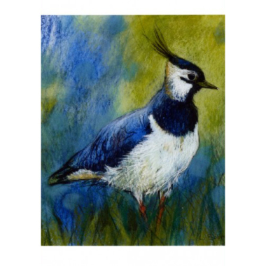 Postkarte Kiebitz (L. Botman)