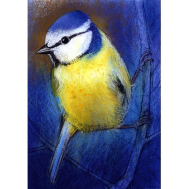 Postkarte Blaumeise III (L. Botman)
