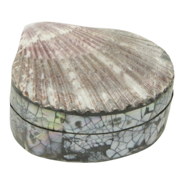 Box shell pink white