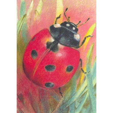 Ansichtkaart Klein insectenboek 2 Lieveheersbeestje (L. Botman)