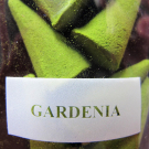 Wierook, 10 kegeltjes, Gardenia