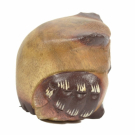Beeld hout uil dik S
